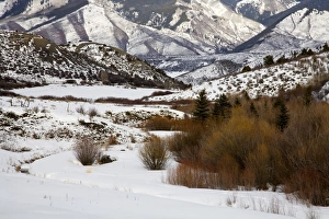 Colorado Prints: Landscape near Aspen