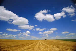 Flanders Prints: Landscape near Hondschoote, Flanders, Nord Pas de Calais France, Europe