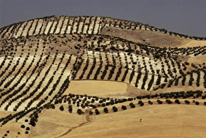 Arid Landscape Prints: Landscape near Jaen