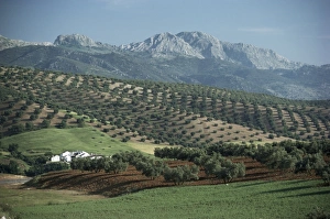 Olive Grove Prints: Landscape near Malaga