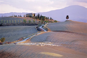Pienza Prints: Landscape near Pienza
