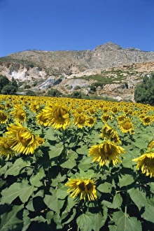 Sun Flower Prints: Landscape near Priene