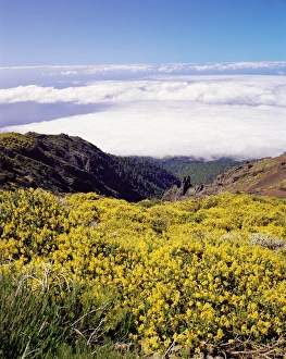 Canary Island Prints: Landscape near Roque de los Muchachos