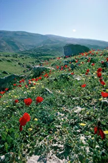 Iran Prints: Landscape near Shiraz