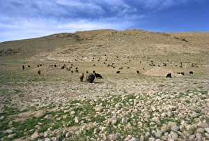 Landscape near Shiraz