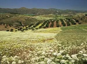 Landscape near Velez Malaga