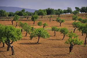 Landscape with olive trees