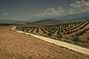 Grove Prints: Landscape with olive trees