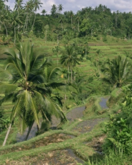 Rice Paddies Prints: Landscape of palm trees and rice terraces on Bali
