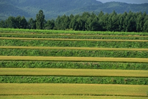 Rice Terrace Prints: Landscape of rice terraces on the island of Hokkaido