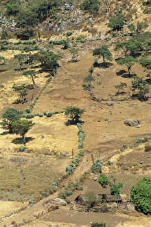 Todos Santos Prints: Landscape of trees and cacti in harsh area of Todos