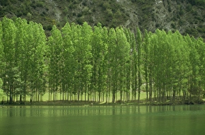 Navarre Prints: Landscape of trees and river in the Bidasoa Valley