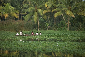 Back Water Prints: Landscape of a typical backwater