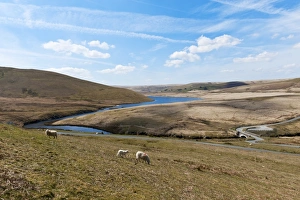 Ovis Aries Prints: A landscape view of Elan Valley, Powys, Wales, United Kingdom, Europe