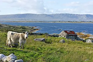 Pastoral Prints: Landscape viewed from country road at the north of Lettermore island
