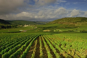 Bourgogne Prints: Landscape of vineyards and hills near Beaune, Burgundy, France, Europe