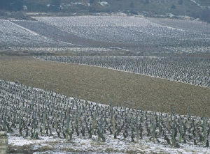 Bourgogne Prints: Landscape of vineyards in winter with snow near Pommard, in Burgundy, France, Europe
