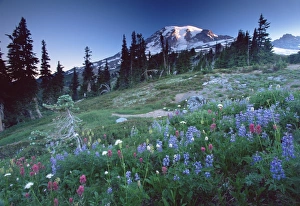 Mt Rainier Prints: Landscape with wild flowers