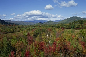 Landscape of woodland