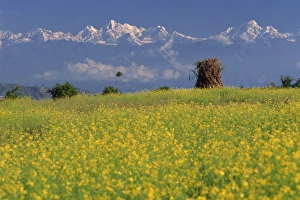 Himalaya Prints: Landscape of yellow flowers of mustard crop
