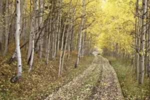 Images Dated 4th October 2008: Lane through fall aspens, Ophir Pass, Uncompahgre National Forest, Colorado
