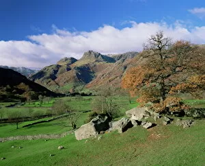 Images Dated 28th July 2008: Langdale Pikes from Great Langdale, Lake District National Park, Cumbria