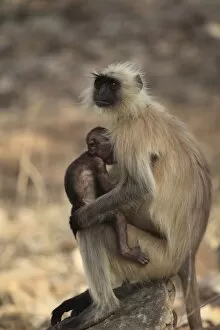 Images Dated 5th April 2010: Langur monkey with baby, (Semnopithecus entellus), Ranthambhore National Park