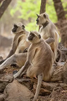 Wild Animals Prints: Langur monkey, Ranthambhore National Park, Rajasthan, India, Asia