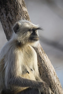 Langur monkey (Semnopithecus entellus), Rajasthan, India, Asia