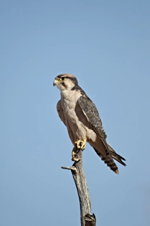 Falcon Prints: Lanner falcon (Falco biarmicus)