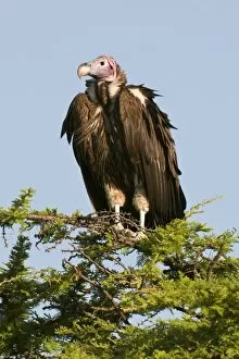 Images Dated 1st October 2008: Lapped-faced vulture (Torgos tracheliotus), Masai Mara National Reserve