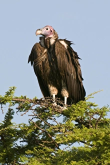 Images Dated 1st October 2008: Lapped-faced vulture (Torgos tracheliotus), Masai Mara National Reserve