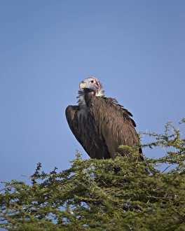 Torgos Tracheliotus Prints: Lappet-faced vulture (Torgos tracheliotus)