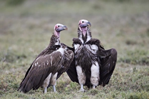 Serengeti Prints: Lappet-faced vulture (Torgos tracheliotus) pair