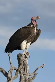 Lappetfaced vulture (Torgos tracheliotus), Etosha National Park, Namibia, Africa