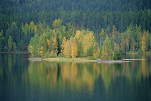 Forestry Prints: Lappland, Sweden
