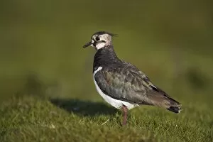 County Durham Collection: Lapwing, Vanellus vanellus, Teesdale, County Durham, England, United Kingdom, Europe