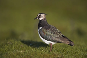 One Bird Only Prints: Lapwing, Vanellus vanellus, Teesdale, County Durham, England, United Kingdom, Europe