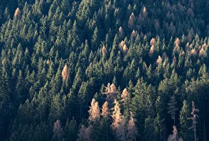 Larch and spruce forest with larches turning yellow in autumn, Trentino-Alto Adige, Italy