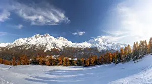 Silvaplana Prints: Larch tree forest in autumn surrounding the snowy peaks Piz Corvatsch