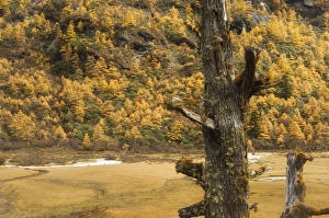 Szechuan Prints: Larches in autumn colours, Yading Nature Reserve, Sichuan Province, China, Asia