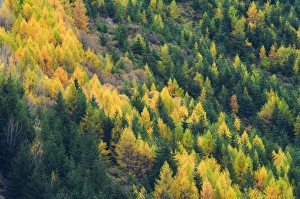 Forestry Prints: Larches, Waitiri