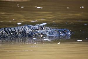 Stealth Prints: Large black cayman, Manu National Park, UNESCO World Heritage Site, Peru, South America