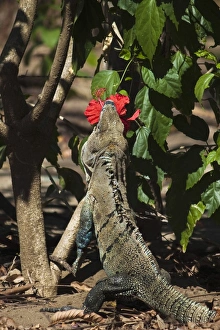 Images Dated 29th December 2009: Large Black Ctenosaur or Iguana Negra eating red Hibiscus flower near Nosara, Nicoya Peninsula