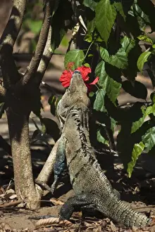 Nicoya Peninsula Prints: Large Black Ctenosaur or Iguana Negra eating red Hibiscus flower near Nosara