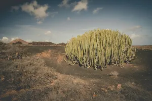 Canary Prints: A Large Cactus in a lava field in Lanzarote in the Canary Islands, Spain