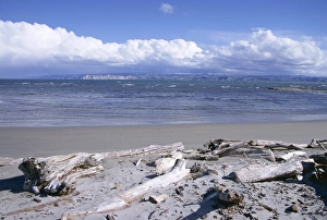 Drift Wood Prints: Large amount of driftwood on beach