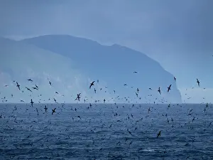 Seabird Prints: Large flock of short-tailed shearwaters gathers over water near islands in Bering Sea