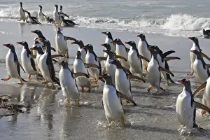 Leaving Prints: Large group of gentoo penguins (Pygoscelis papua) emerge from the sea