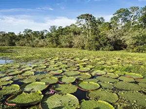 A large group of Victoria water lily (Victoria amazonica), on Rio El Dorado, Nauta